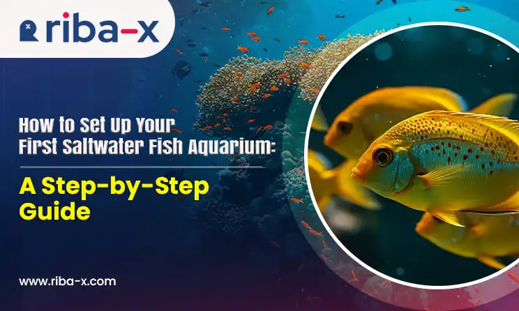 How to Set Up Your First Saltwater Fish Aquarium: A Step-by-Step Guide