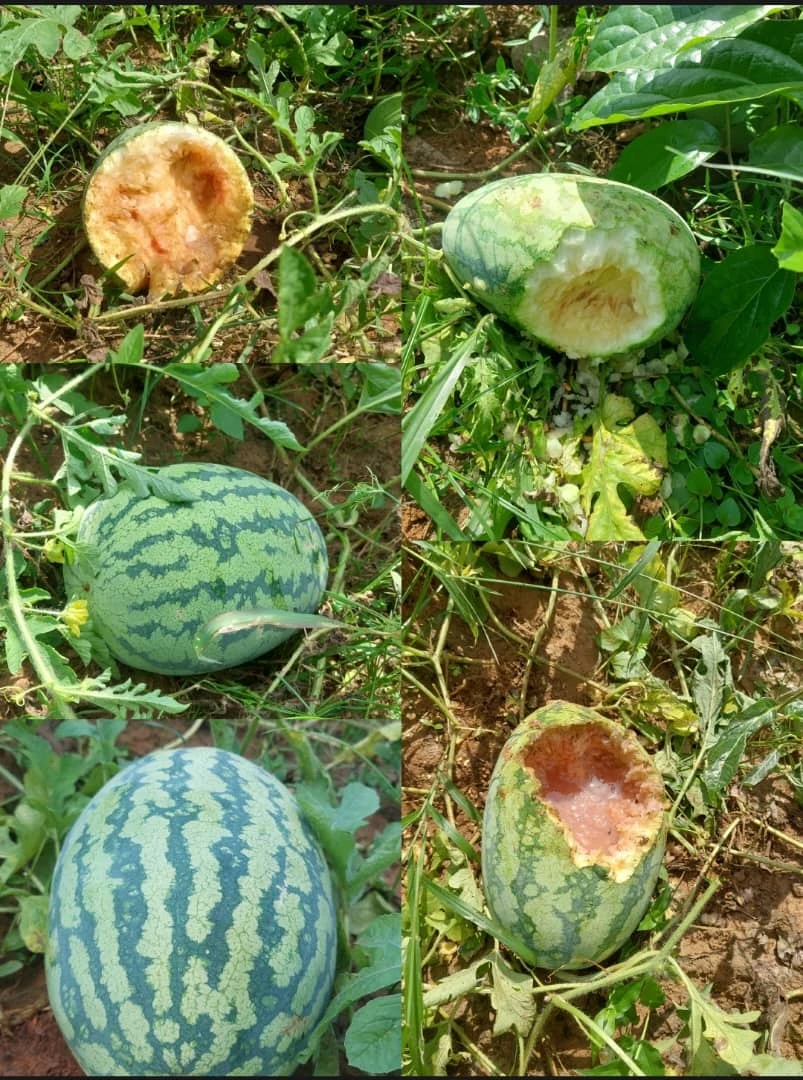 agriculture,agricultural business in nigeria,agribusiness,agric nigeria,agriculture in nigeria,nigeria and agriculture,agricultural products,farming in nigeria,agric business plan,farm solutions,fish farming,fish farm lagos,fish farming in nigeria,pig farm,pig farming in nigeria,piggery farming in nigeria,piggery