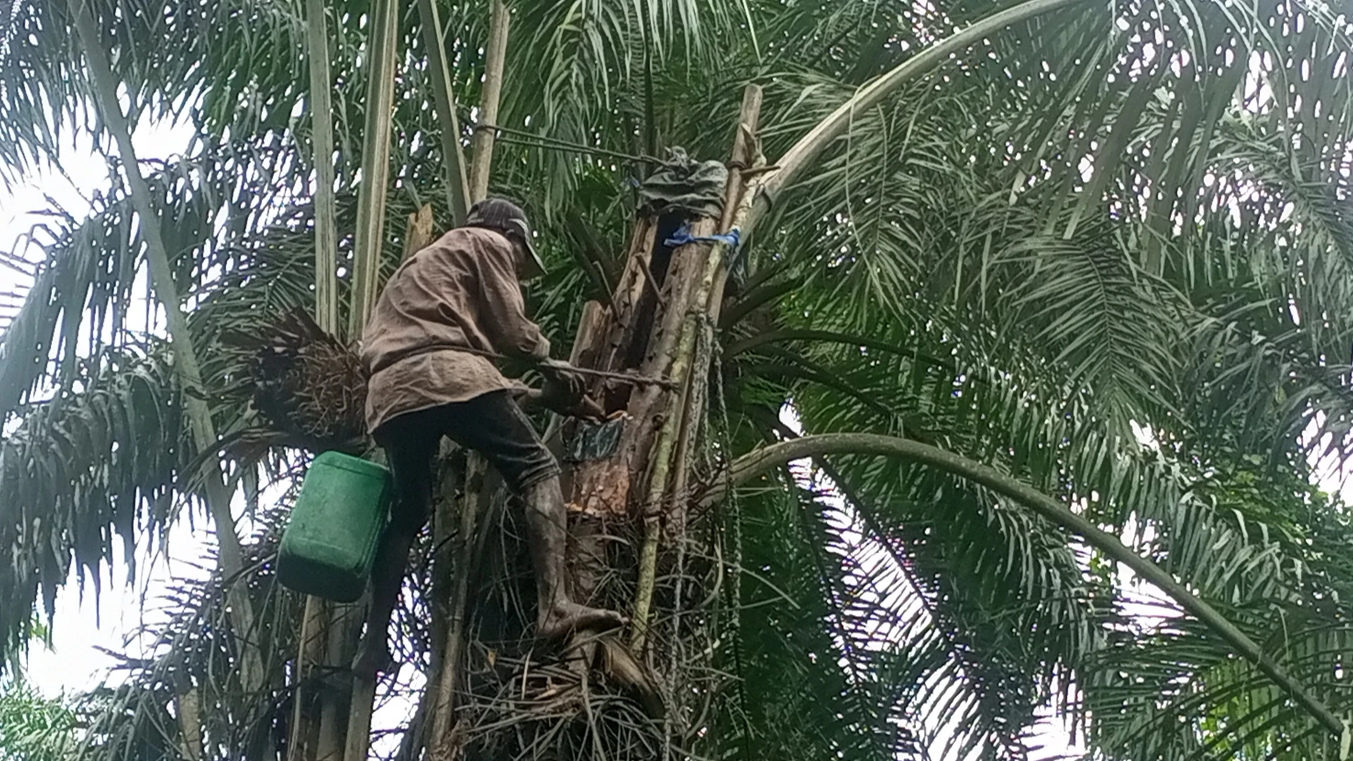 agriculture,agricultural business in nigeria,agribusiness,agric nigeria,agriculture in nigeria,nigeria and agriculture,agricultural products,farming in nigeria,agric business plan,farm solutions,fish farming,fish farm lagos,fish farming in nigeria,pig farm,pig farming in nigeria,piggery farming in nigeria,piggery